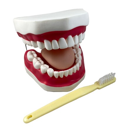 Supertek Oral Hygiene Model with Key B12089-S3